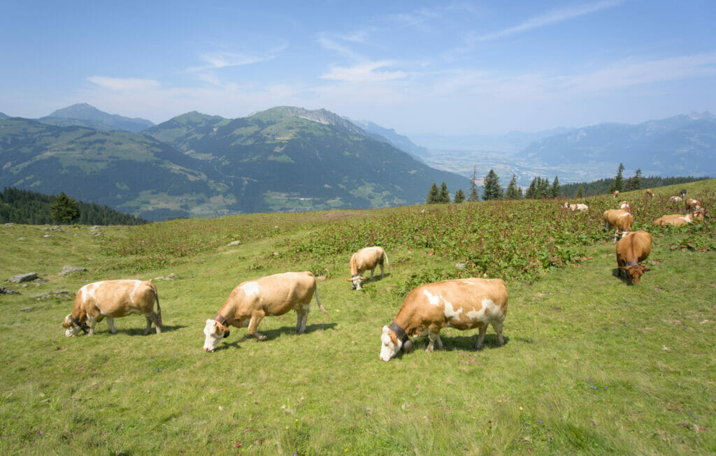 les vaches à Chindonne avec la vue sur le lac Léman