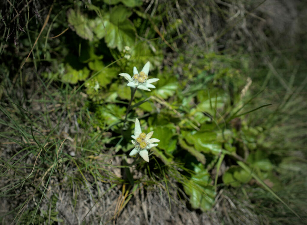 Edelweiss