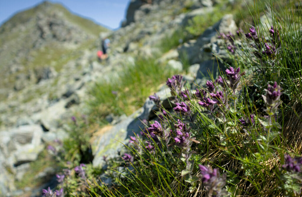 les fleurs des montagnes du val d'hérens