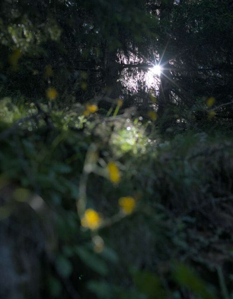 le soleil qui traverse la forêt