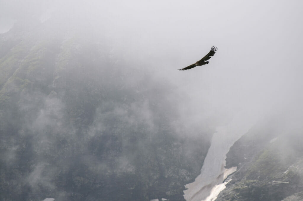 un vautour qui plane autour des Dents du Midi