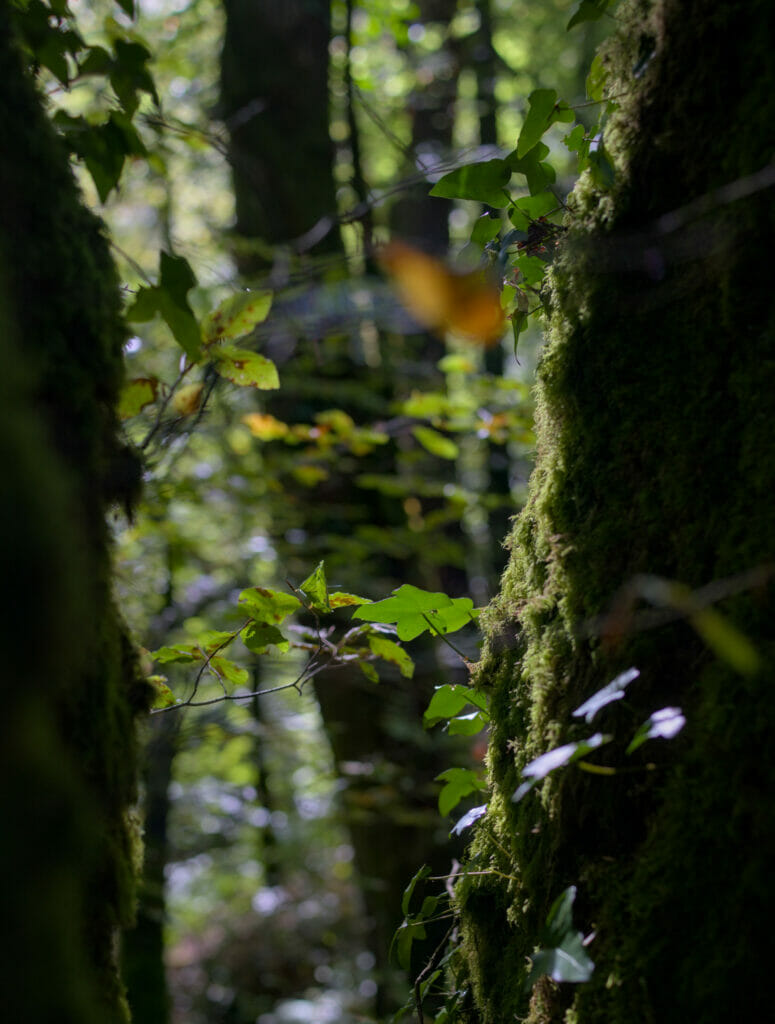 arbre huelgoat