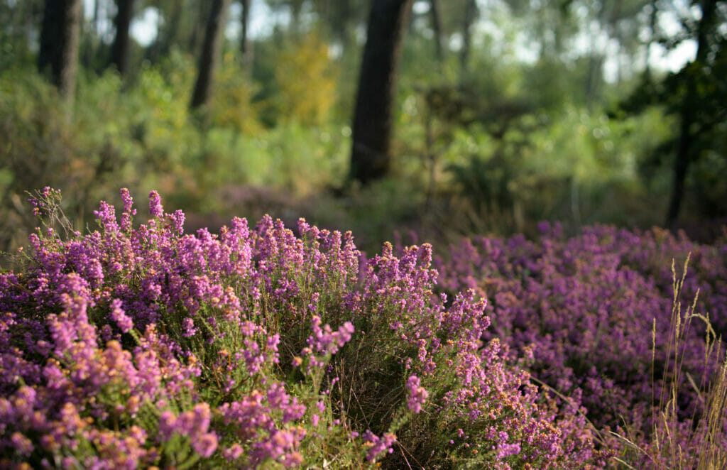 brocéliande