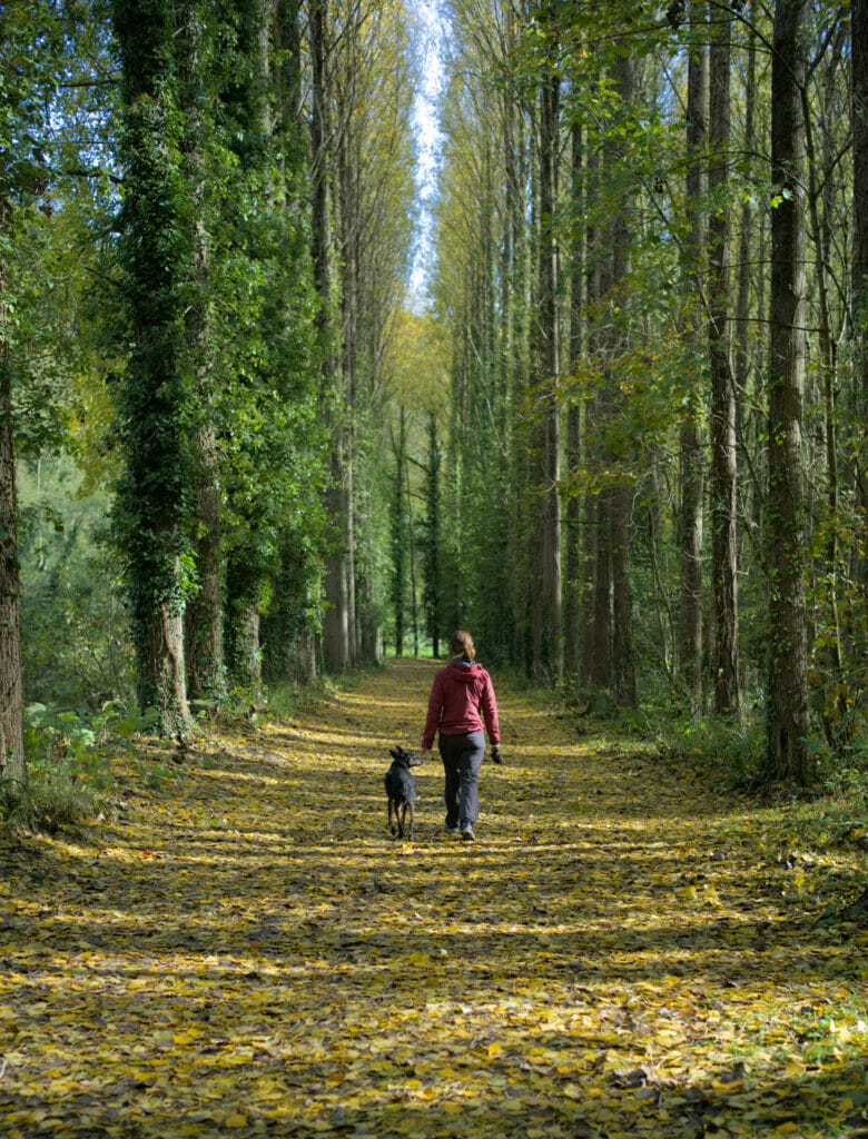 forêt de dinan à lehon