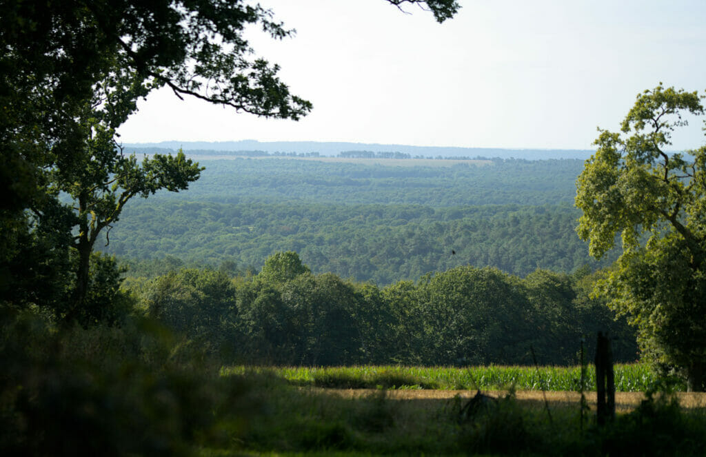 forêt de brocéliande