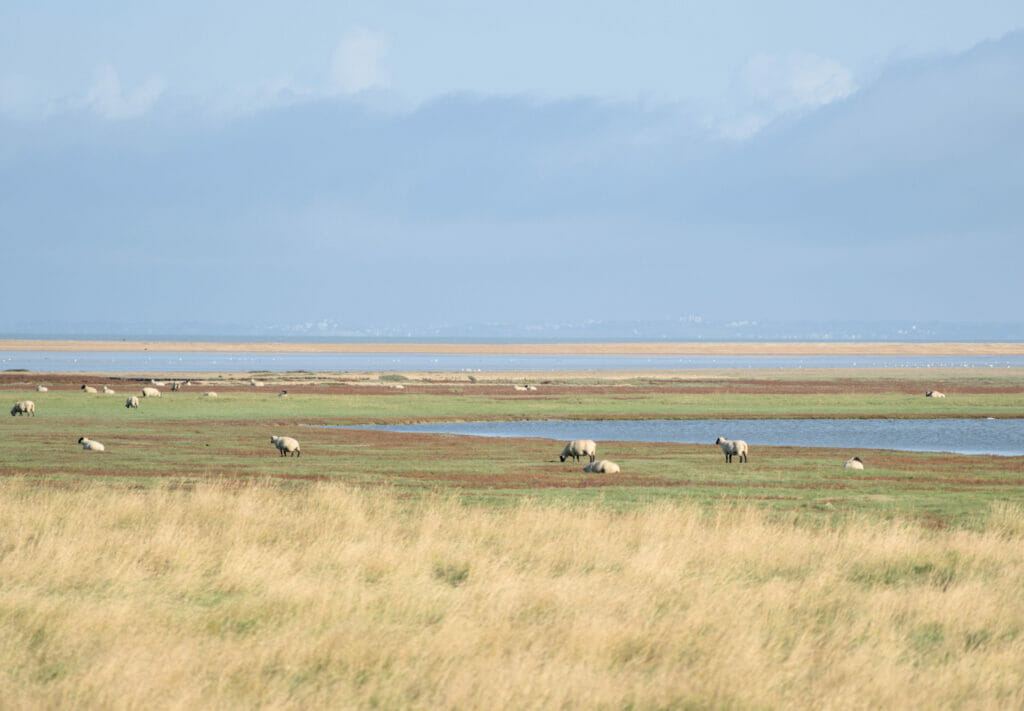 moutons des prés salés