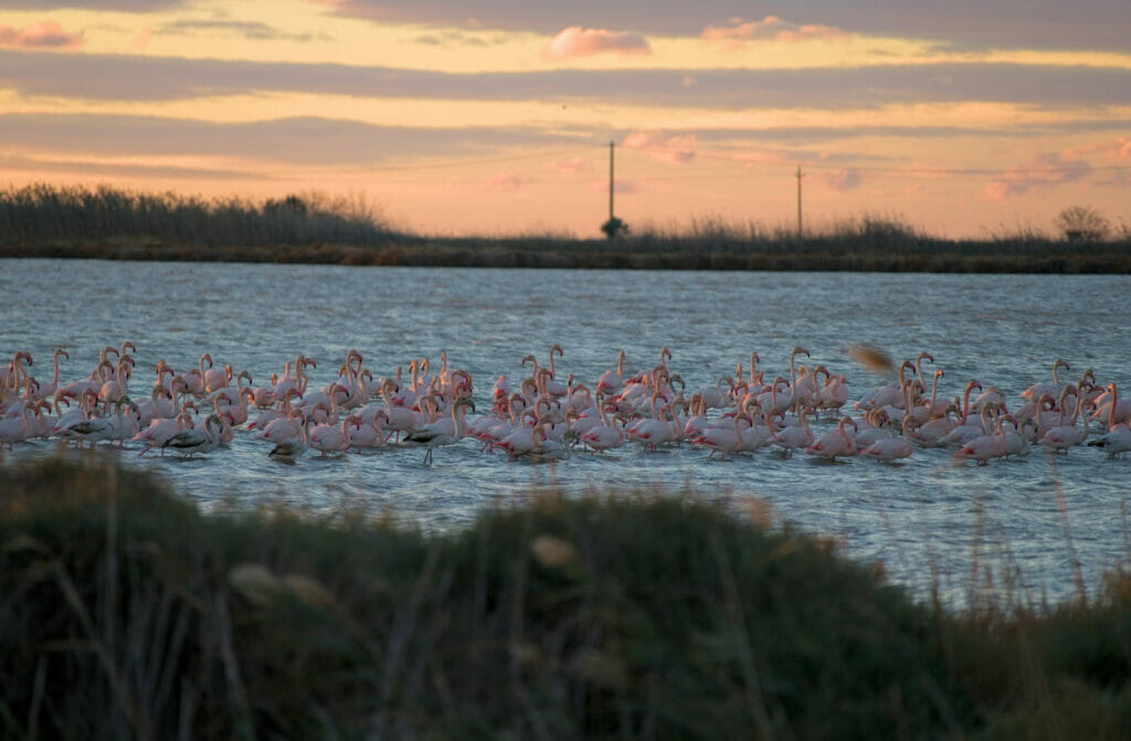 flamants roses au delta de l'Ebre