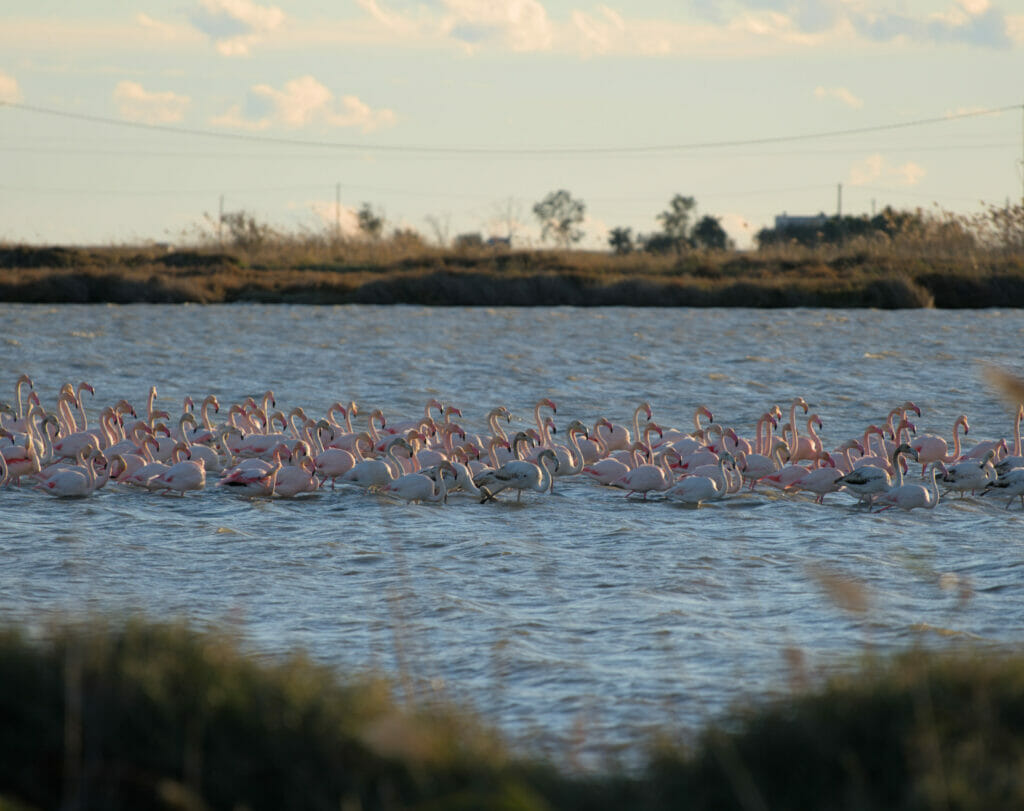 flamants rose catalogne