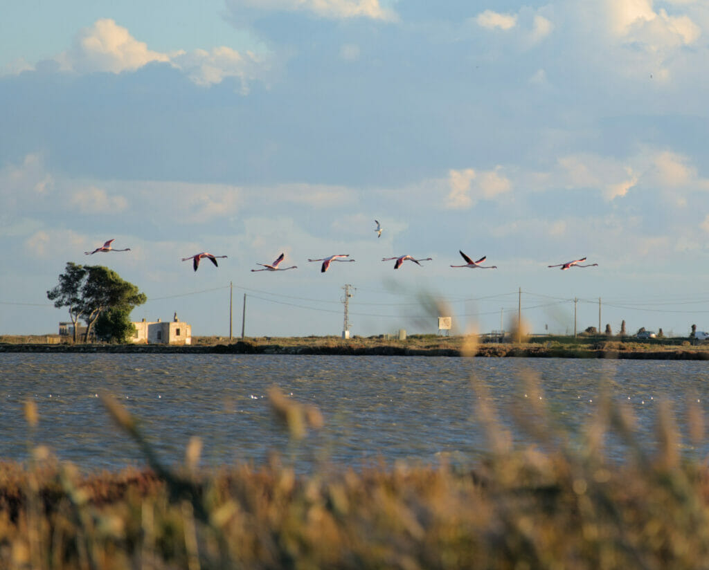 delta de l'ebre