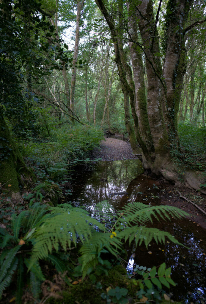 la forêt de Brocéliande