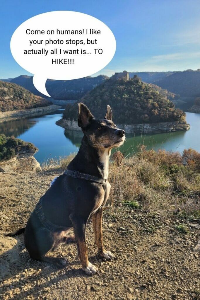 hiking dog