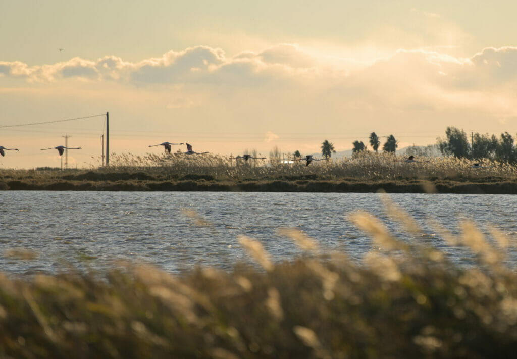 tancada, delta de l'ebre