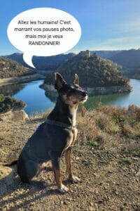 winchy chien randonneur