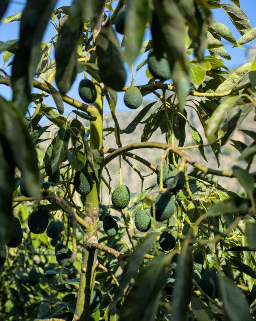 avocats en andalousie