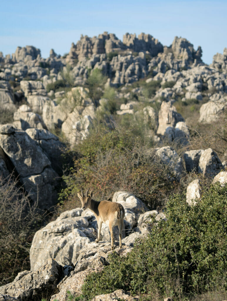 bouquetin parc du torcal