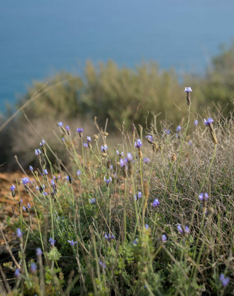 végétation cabo de gata