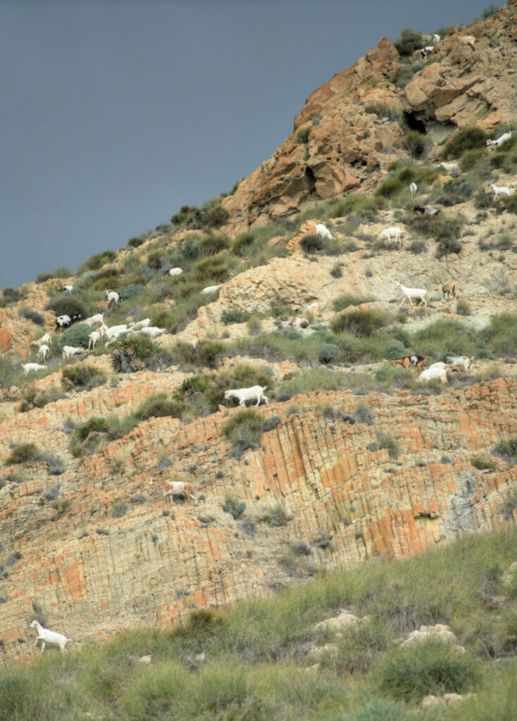 chevres dans les montagnes