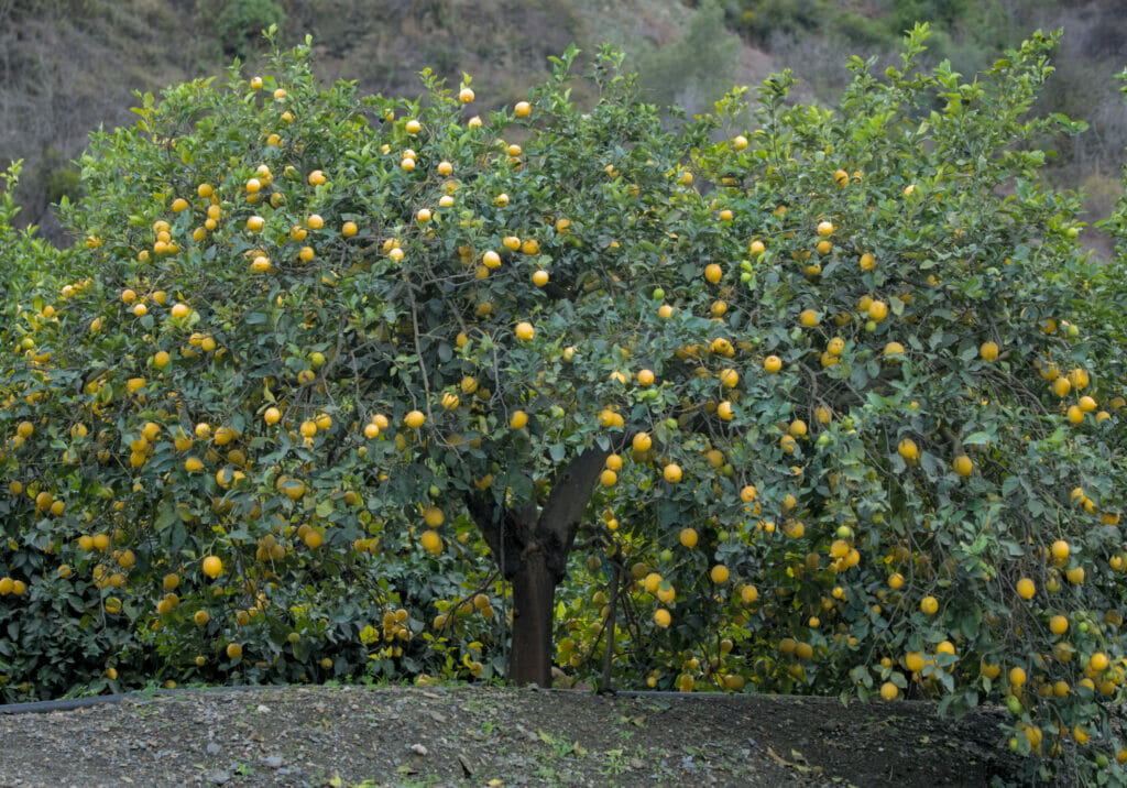 citronnier la axarquia