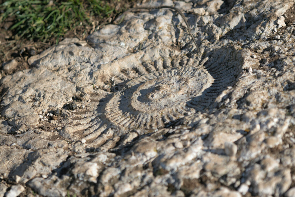 fossile el torcal