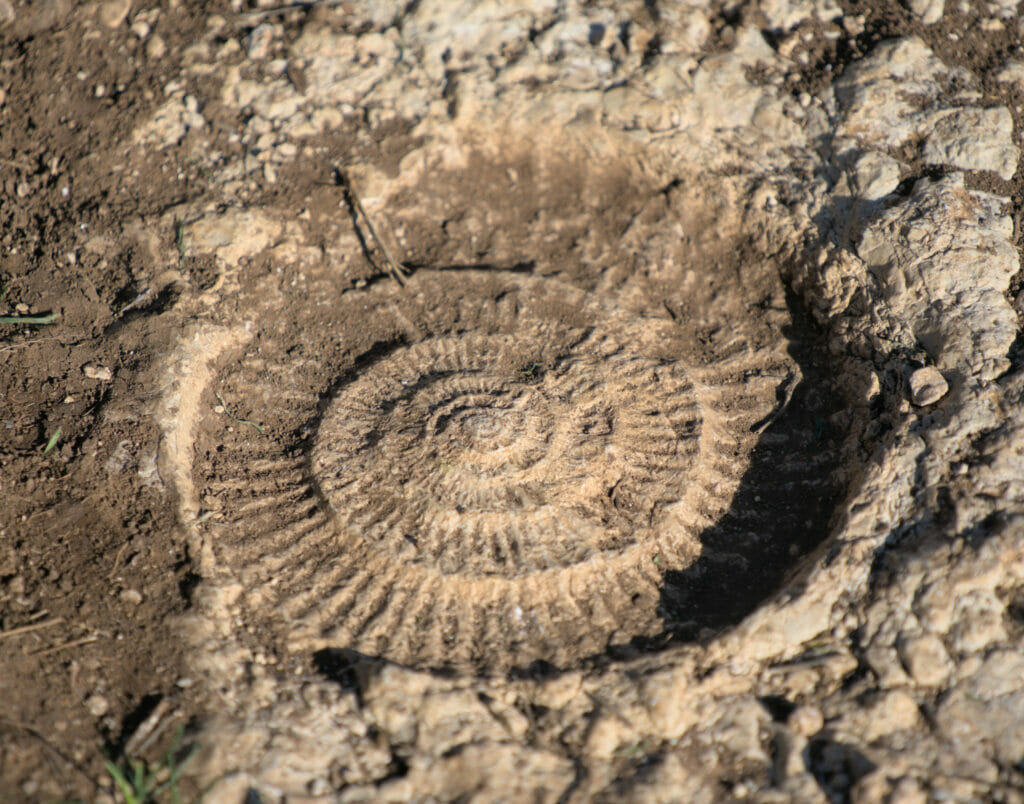 fossile d'ammonites
