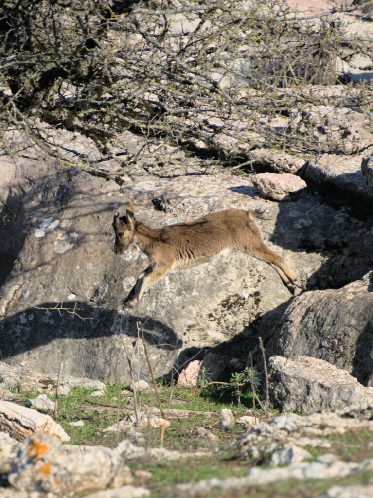 saut de bouquetin