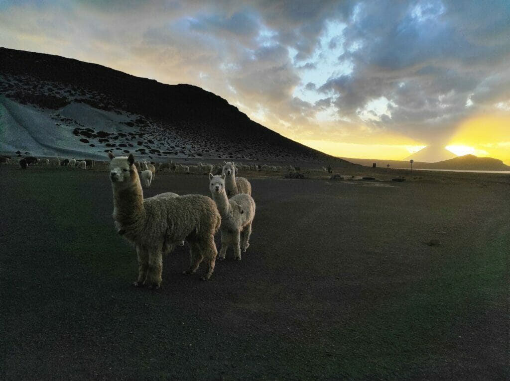 lama au pérou en tour du monde