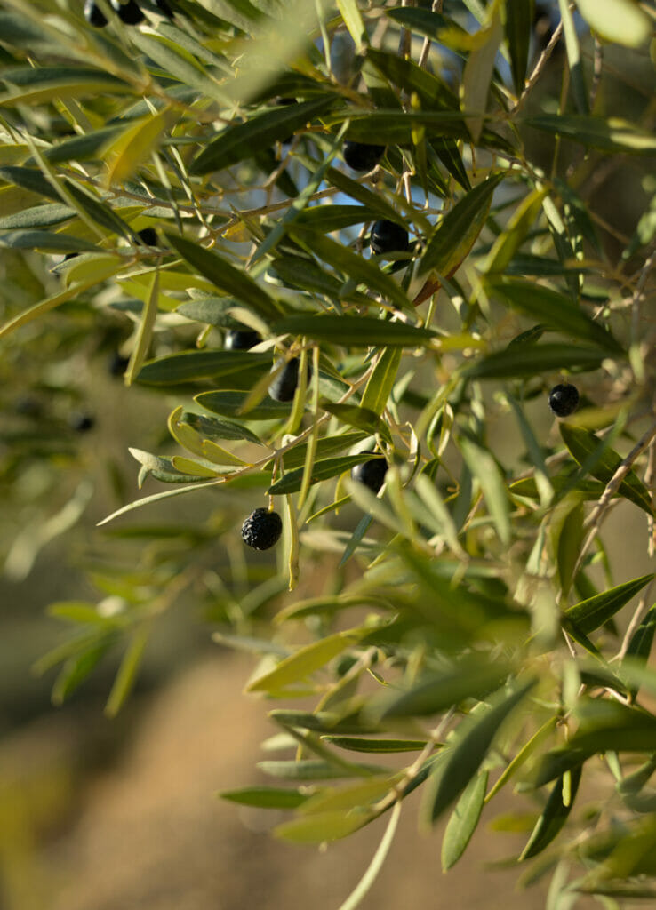 des olives sur le sentier