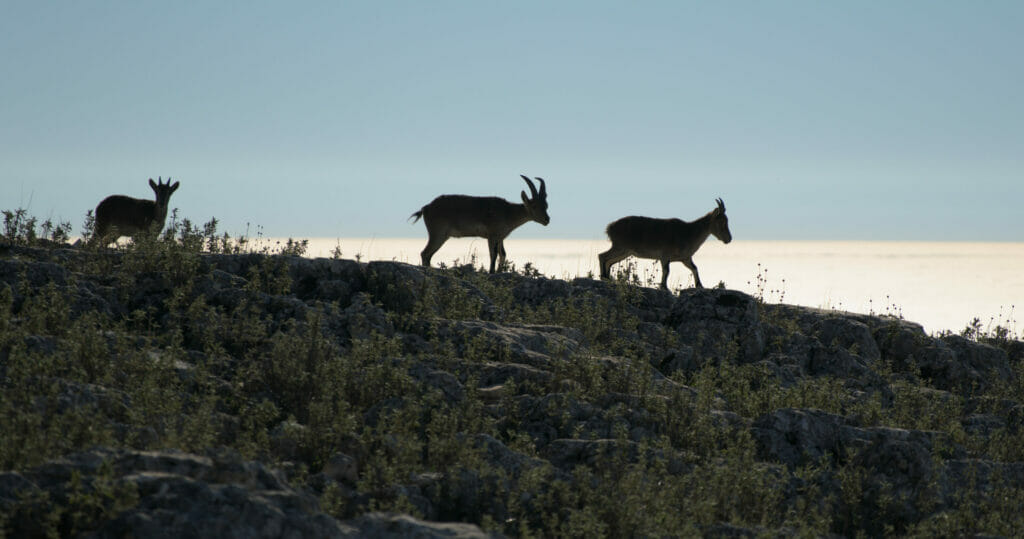 bouquetin-parc-torcal