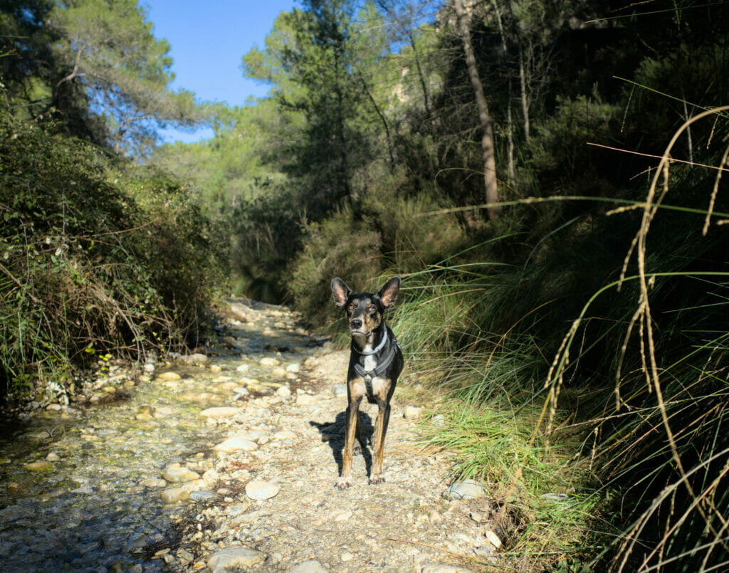 chien en randonnée