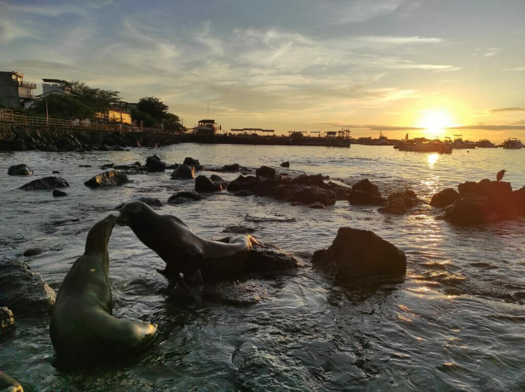 les galapagos