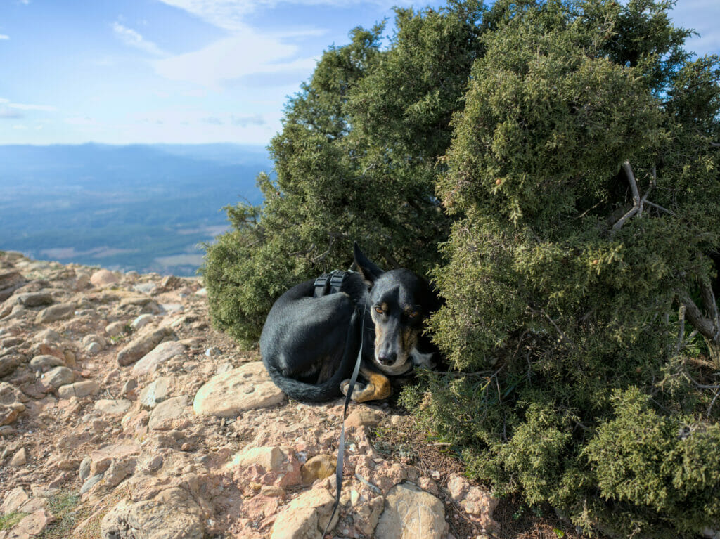 Winchy à Montserrat