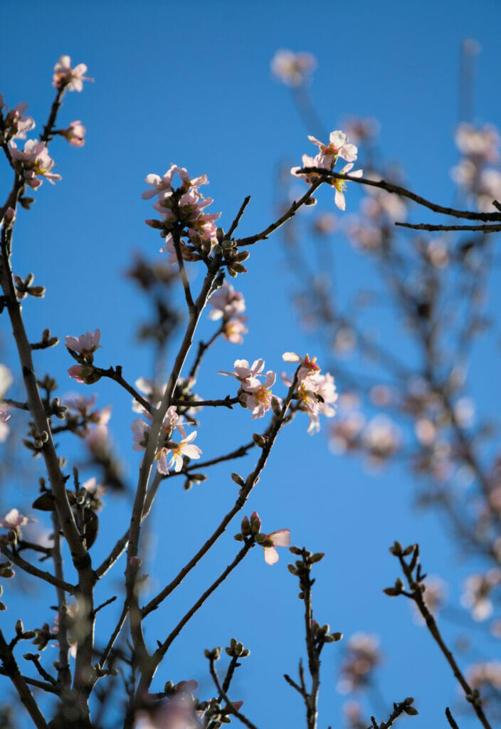 amandier en fleur