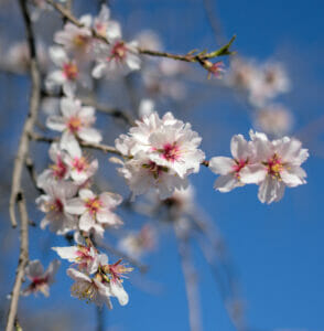 amandier en fleur