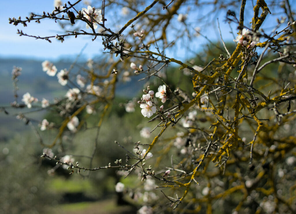 les amandiers en fleurs autour de Ronda