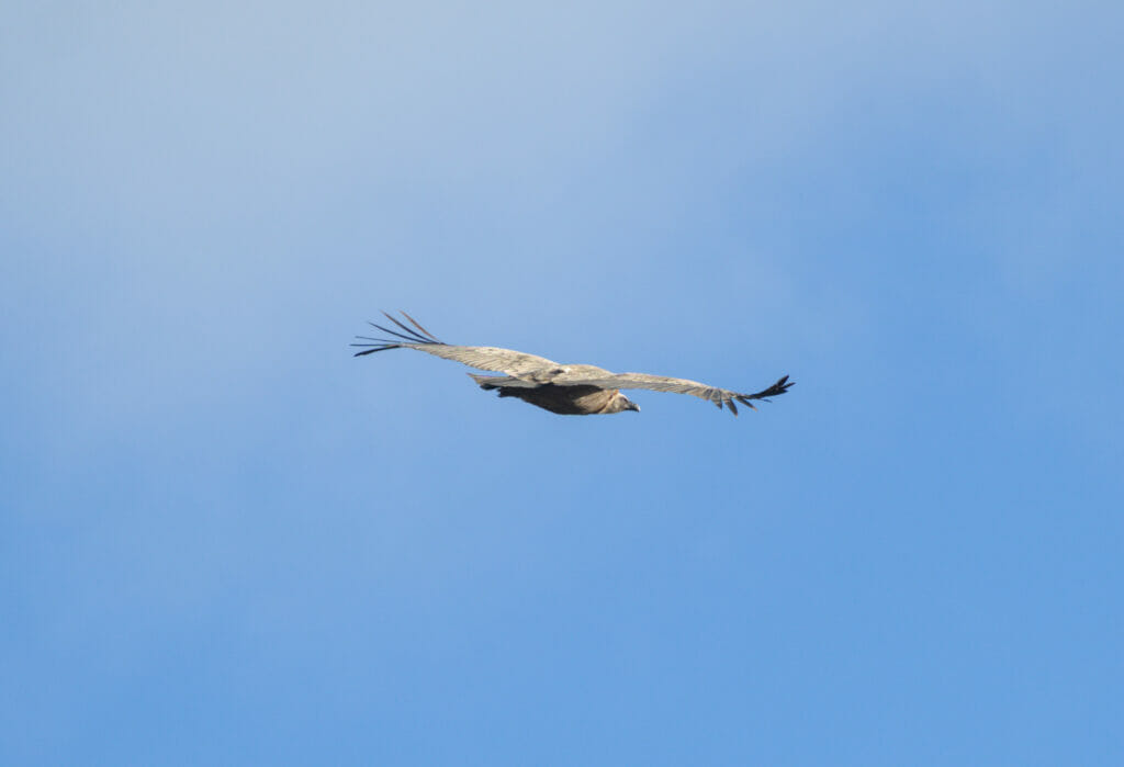 vautour Andalousie