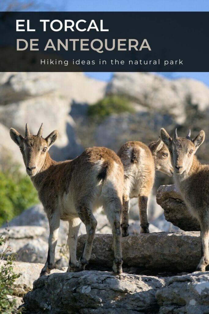 ibex torcal de antequera