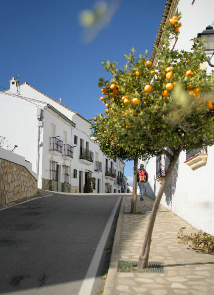 oranger en andalousie