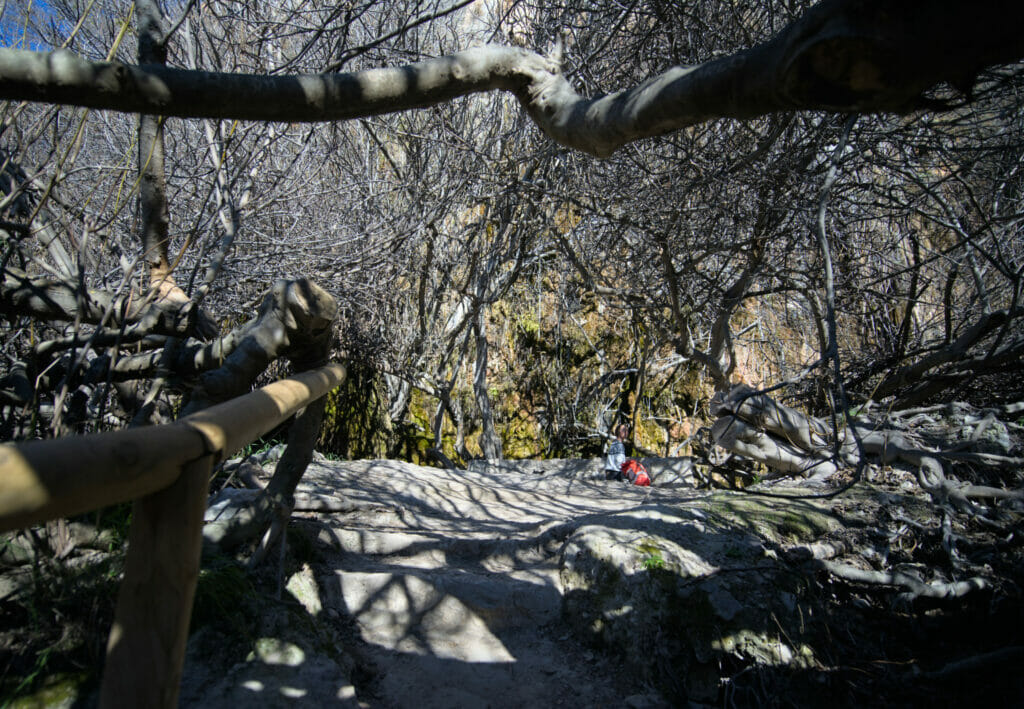 bosque encantado de higueras