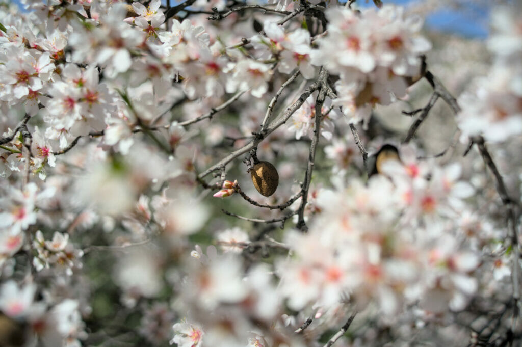 amandier en fleur