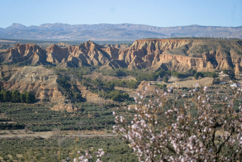 amandiers en fleurs et Badlands