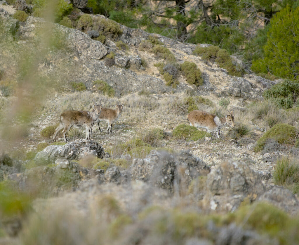 bouquetins cazorla