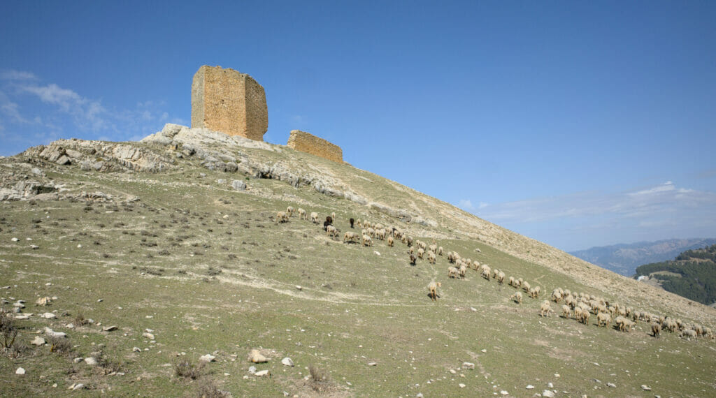 château cozorla et moutons