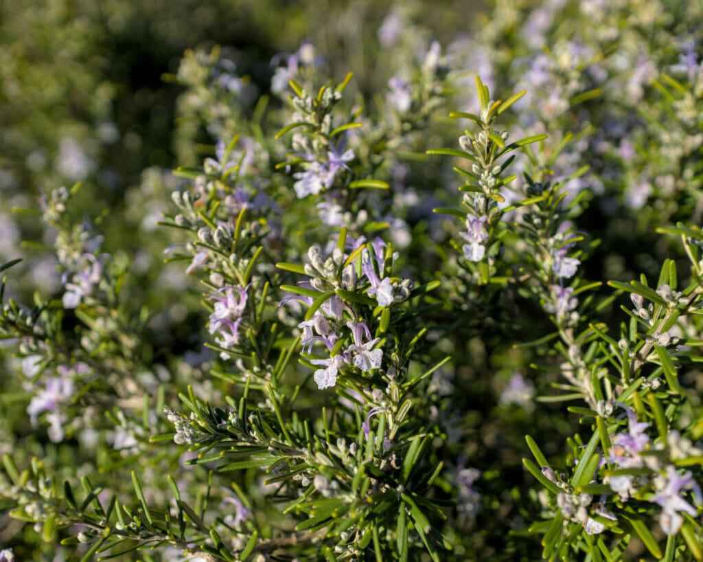 fleurs andalousie