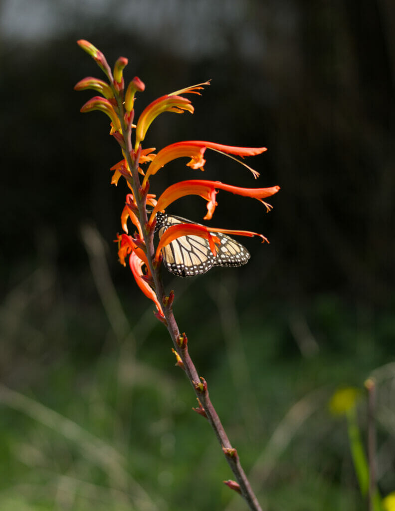 fleur et papillon