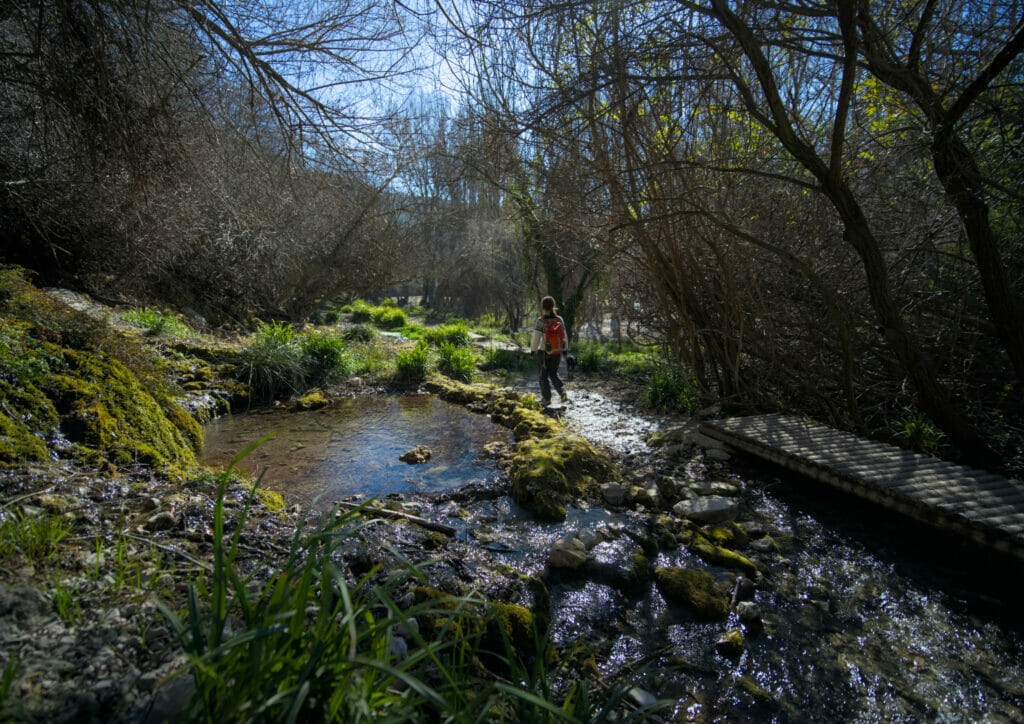 forêt de higueras