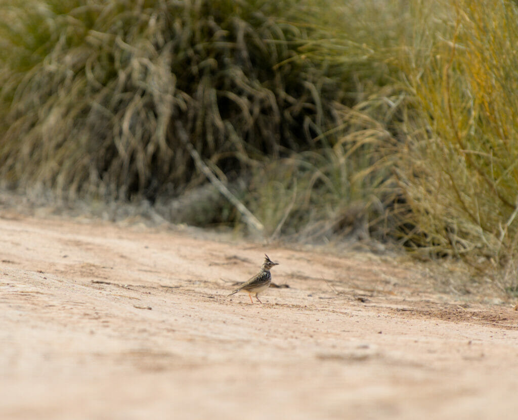 oiseau dans le désert de Gorafe