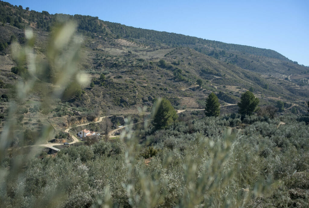 les oliviers de la sierra de cazorla