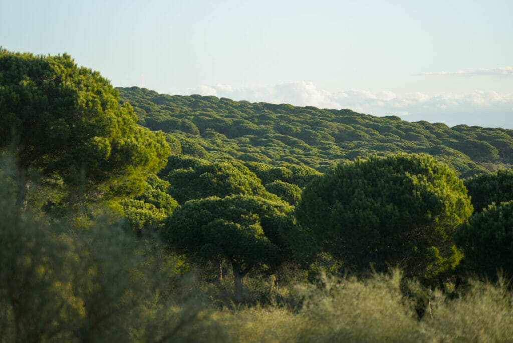 alcantilados de barbate