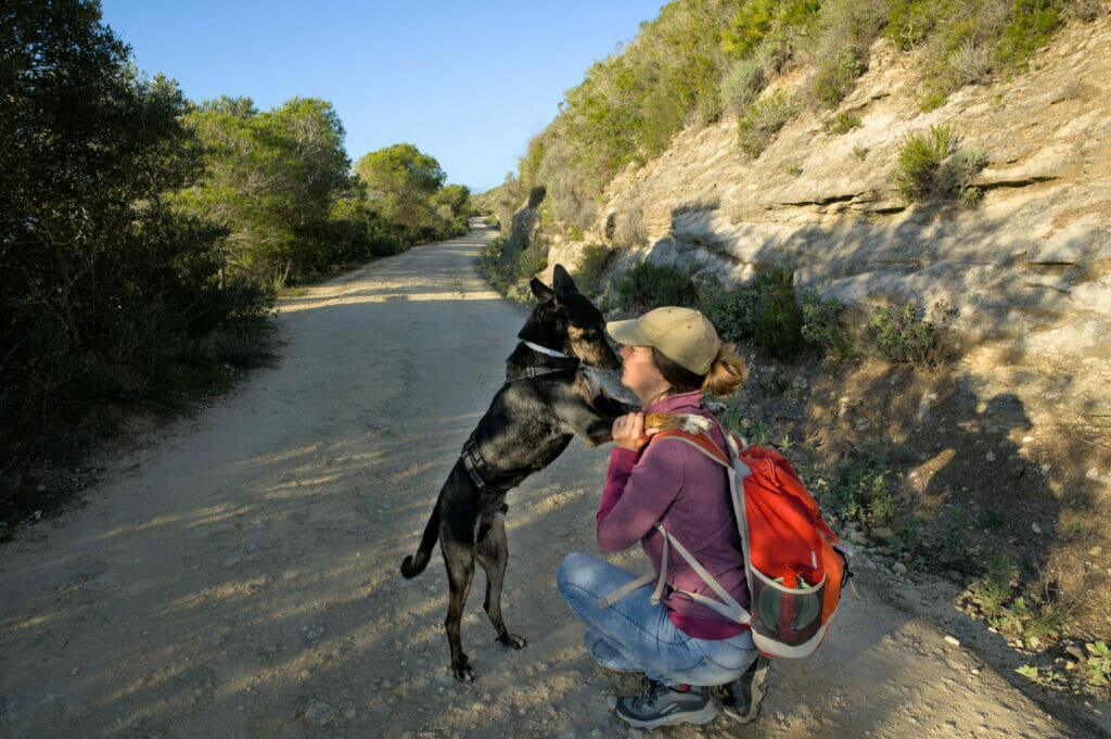 chien espagnol