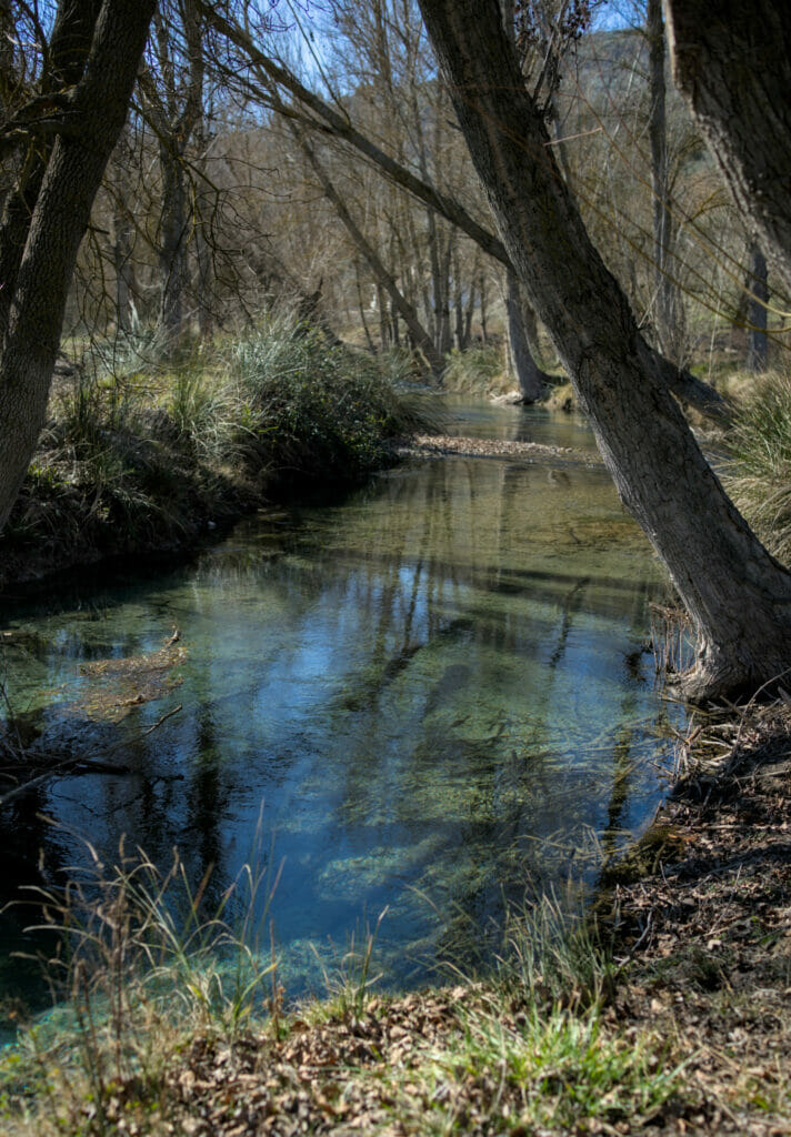 bosque encantado